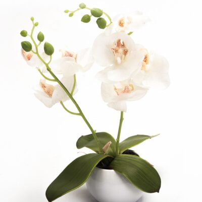 Orquídea Blanca Pequeña