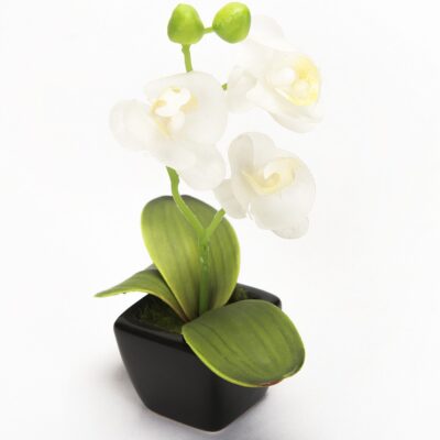 Orquídea Mini Blanca