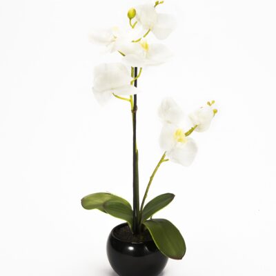Orquídea Blanca Mediana