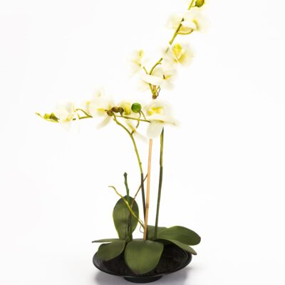 Orquídea Blanca Grande