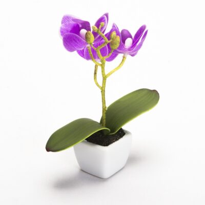 Orquídea Lila Mini