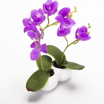 Orquídea Lila Pequeña