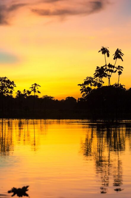 Paisaje Selva Amazónica